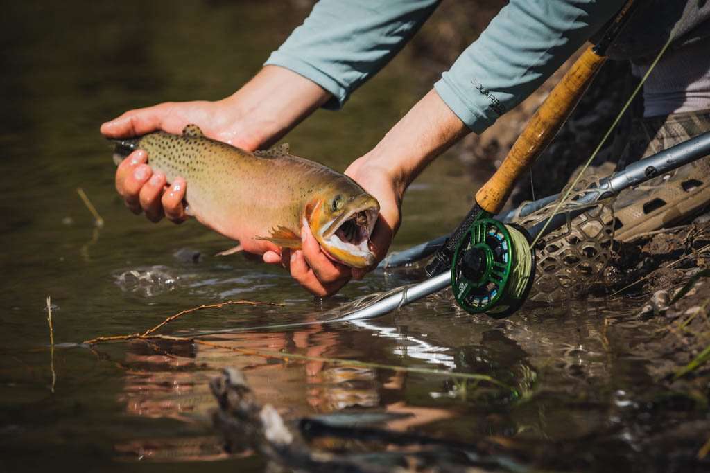 Cheeky Launch 325 Fly Reel | Hiline Sport