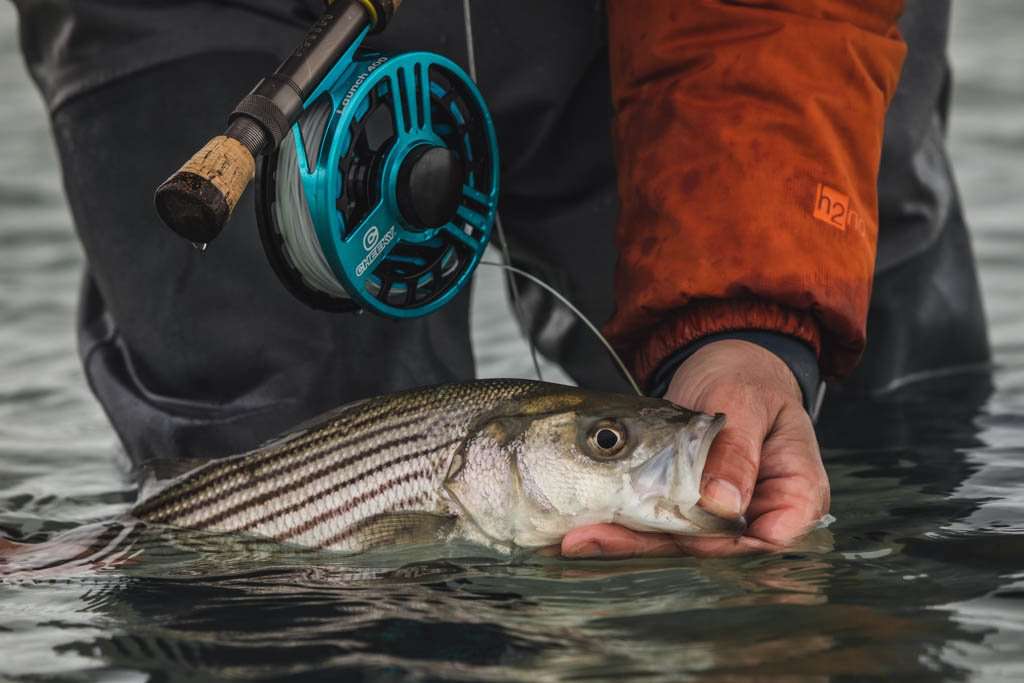 Cheeky Launch 400 Fly Reel | Hiline Sport